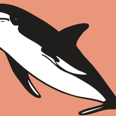 AR DOLPIN 13 RC Thumbnail